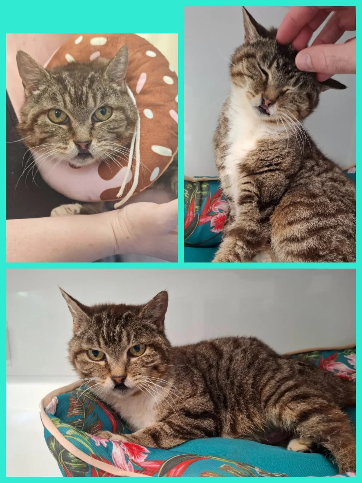 Dakar, female 5yo Mixed Breed for adoption at SBPA - Le Refuge de Lintot