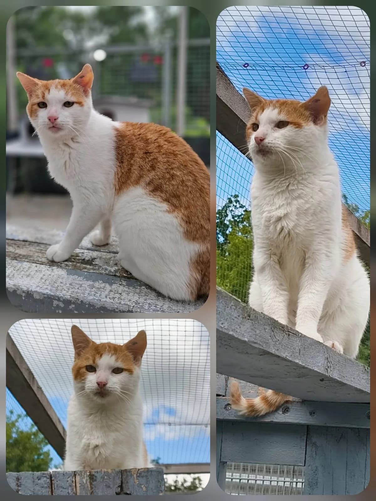 Roubert, male 5yo Mixed Breed for adoption at SBPA - Le Refuge de Lintot