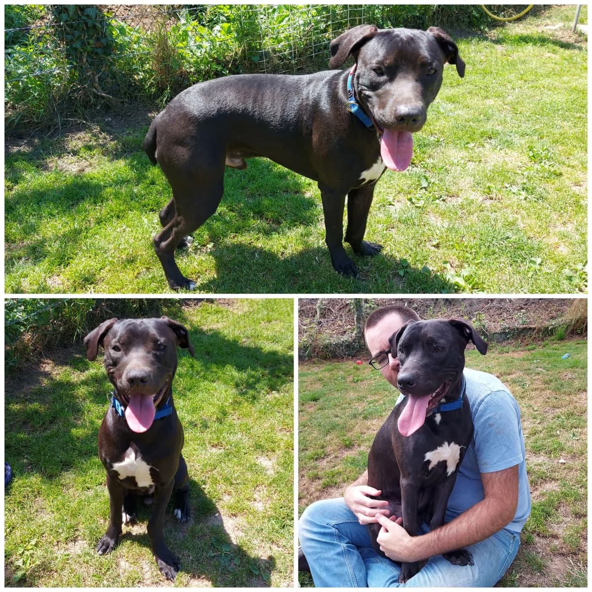 Dexter, male 5yo Mixed Breed for adoption at SBPA - Le Refuge de Lintot