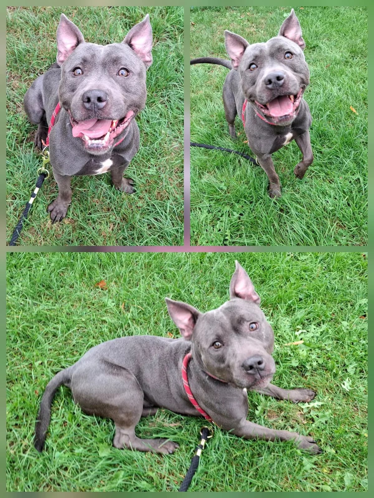 Tyson, male 5yo Staffordshire Bull Terrier for adoption at SBPA - Le Refuge de Lintot