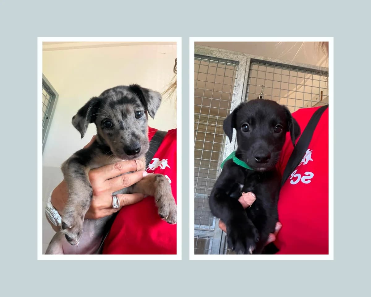 2 chiots, female puppy Mixed Breed for adoption at SCPA Carcassonne, Carcassonne