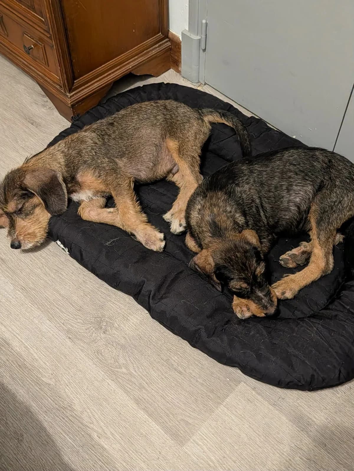 2 chiots Bernard et Bianca, female puppy mixed breed for adoption at SCPA Carcassonne, Carcassonne