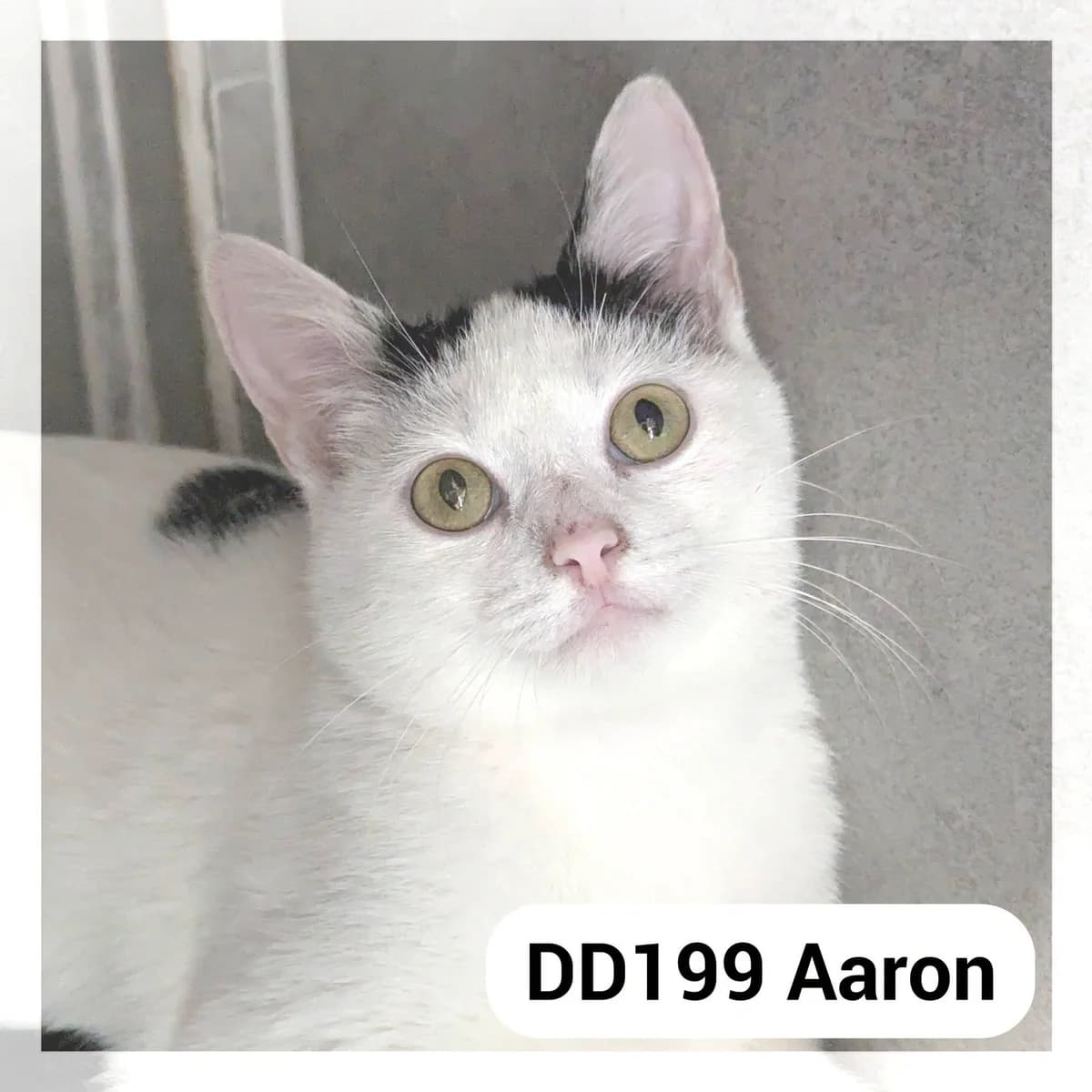 Aaron, male young Mixed Breed for adoption at SCPA Carcassonne, Carcassonne