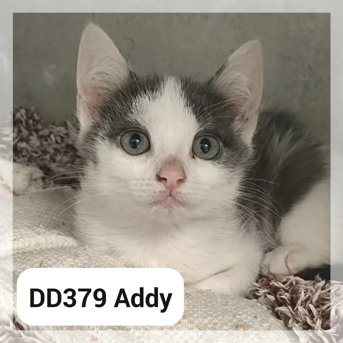 Addy, female puppy Mixed Breed for adoption at SCPA Carcassonne, Carcassonne