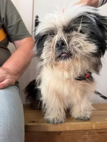 Aiko – Senior, male senior Mixed Breed for adoption at SCPA Carcassonne, Carcassonne