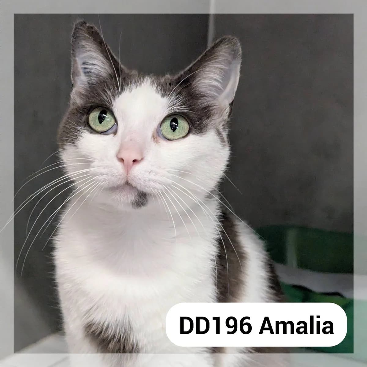 Amalia, female 4yo Mixed Breed for adoption at SCPA Carcassonne, Carcassonne