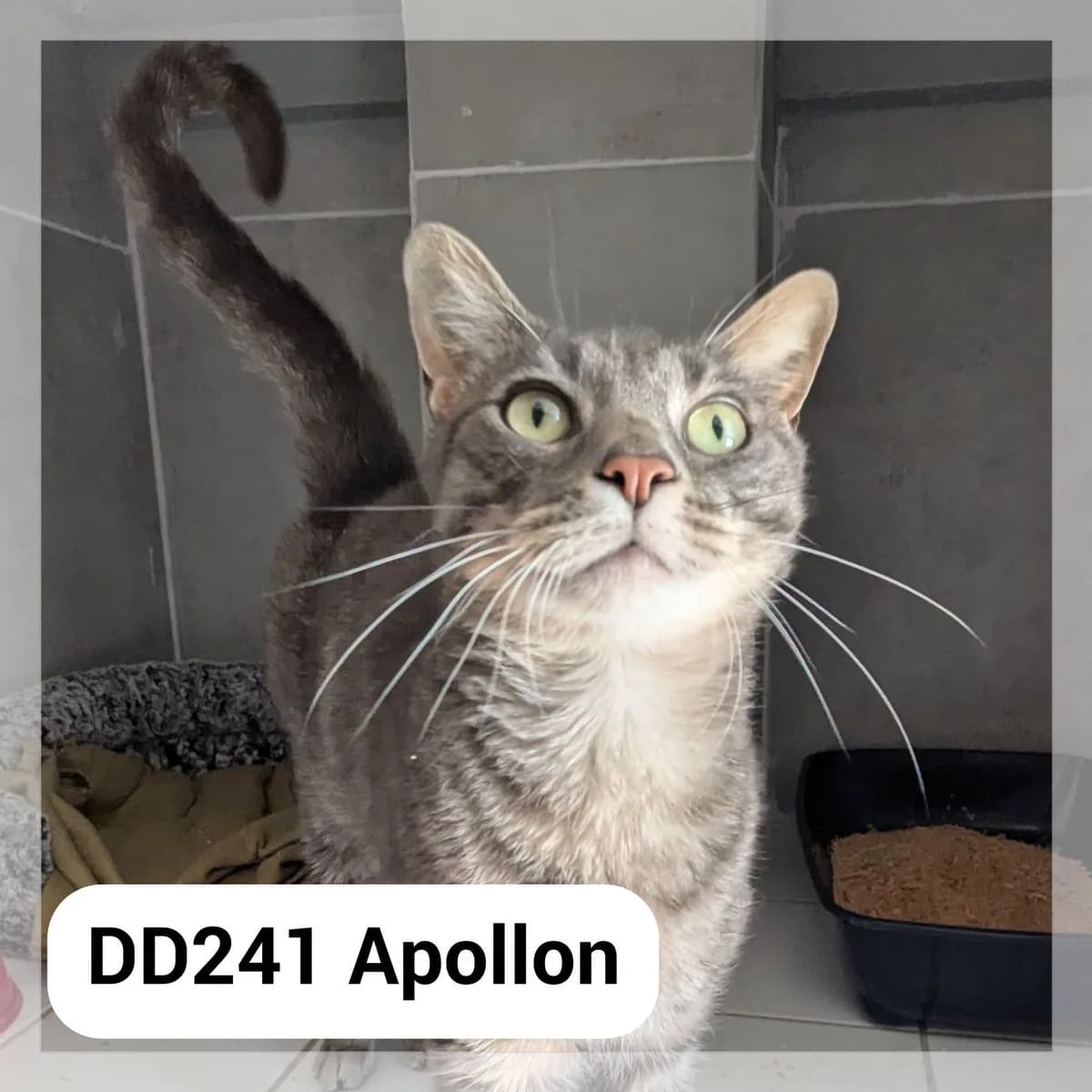 Apollon, male young Mixed Breed for adoption at SCPA Carcassonne, Carcassonne