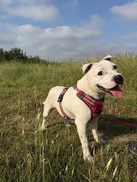 Athéna, female puppy Mixed Breed for adoption at SCPA Carcassonne, Carcassonne