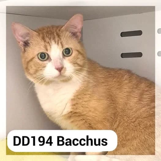 Bacchus, male 5yo Mixed Breed for adoption at SCPA Carcassonne, Carcassonne