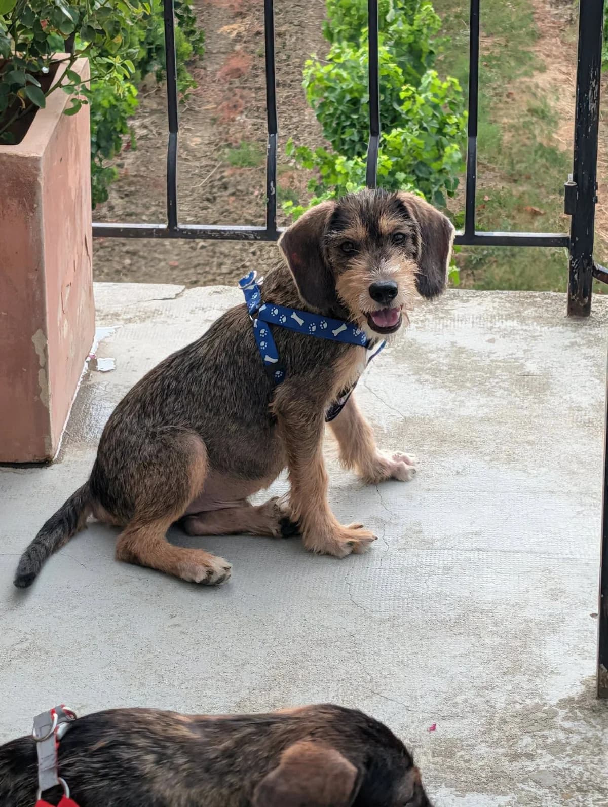 Bernard chiot, male puppy mixed breed for adoption at SCPA Carcassonne, Carcassonne