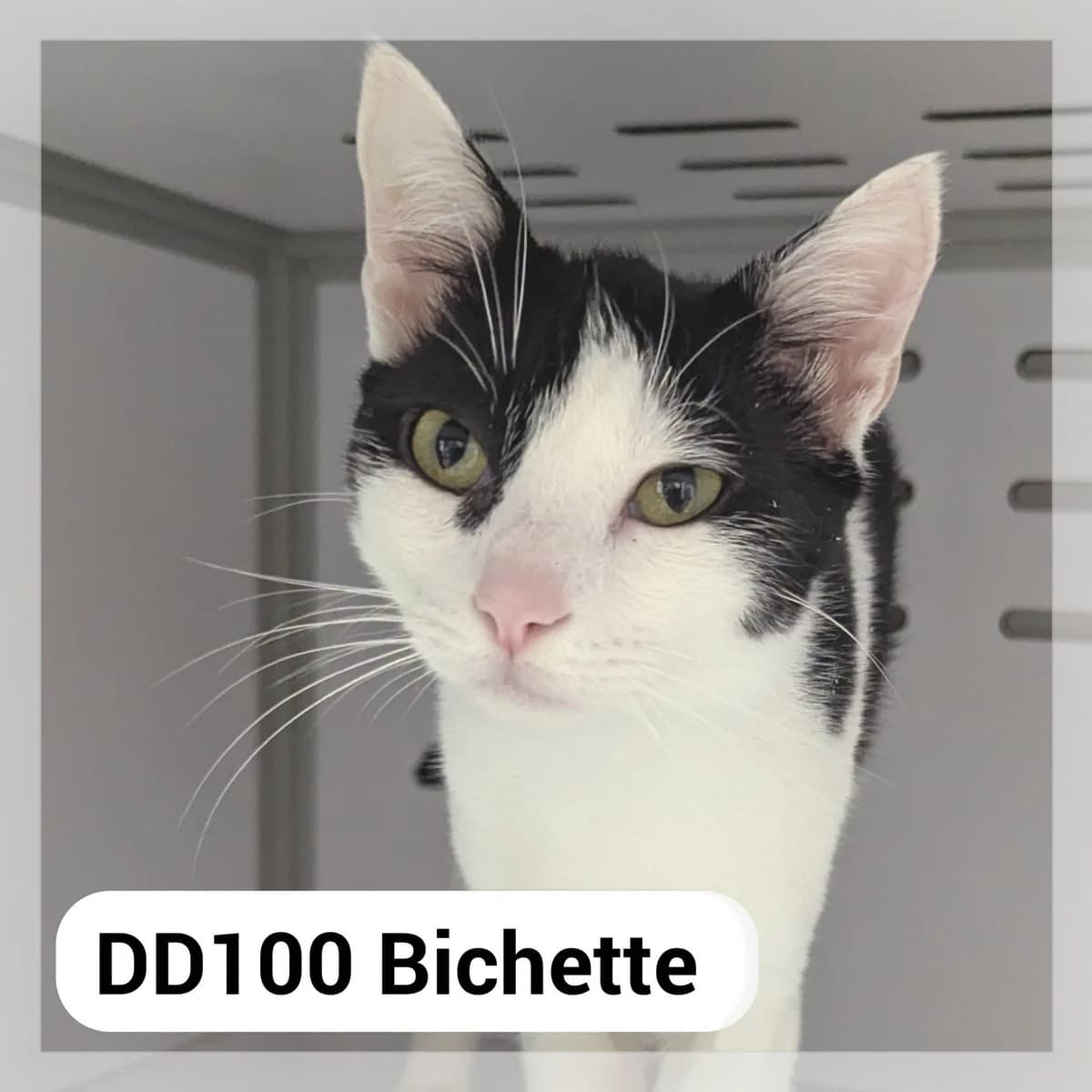 Bichette, female 3yo Mixed Breed for adoption at SCPA Carcassonne, Carcassonne