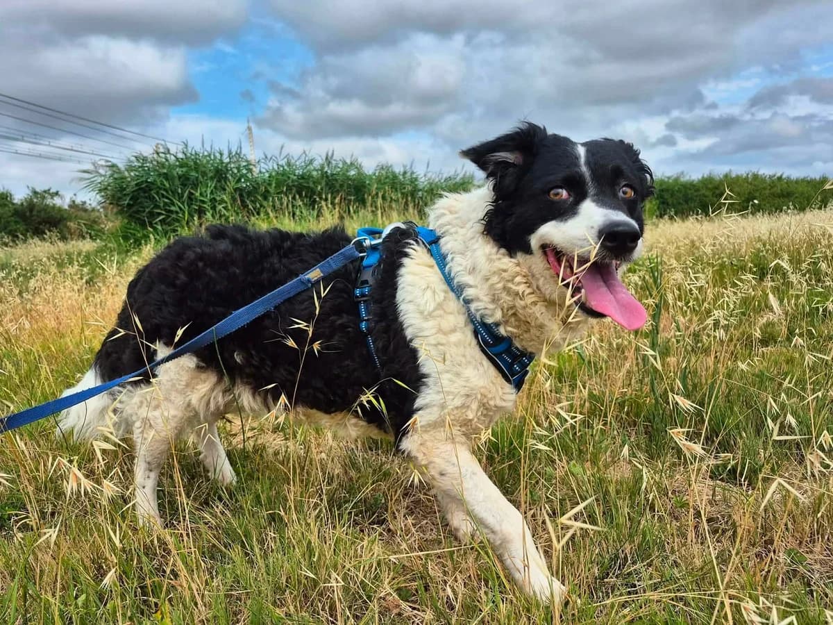 Bigoudi, female 7yo Border Collie for adoption at SCPA Carcassonne, Carcassonne