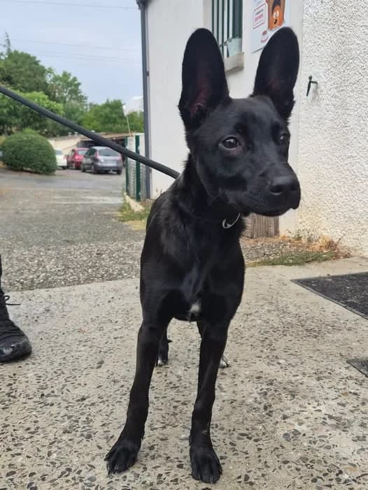 Bluebell, female puppy mixed breed for adoption at SCPA Carcassonne, Carcassonne
