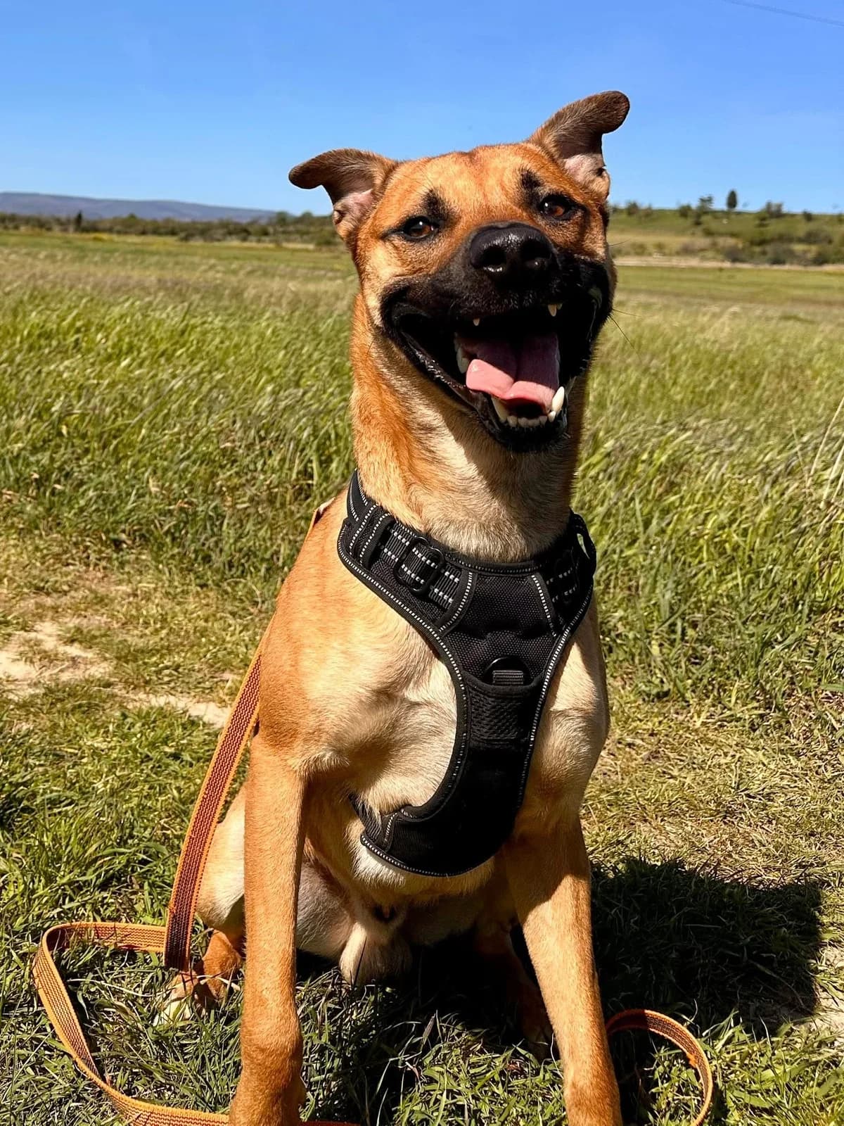 Boyka, male young Belgian Malinois for adoption at SCPA Carcassonne, Carcassonne