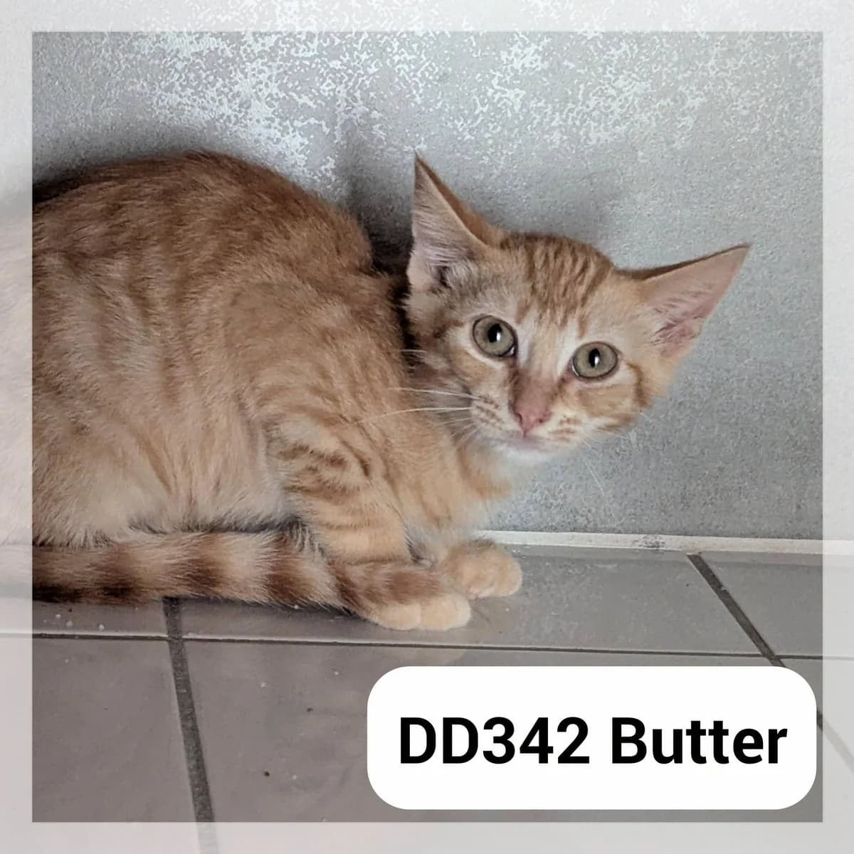 Butter, male puppy Mixed Breed for adoption at SCPA Carcassonne, Carcassonne