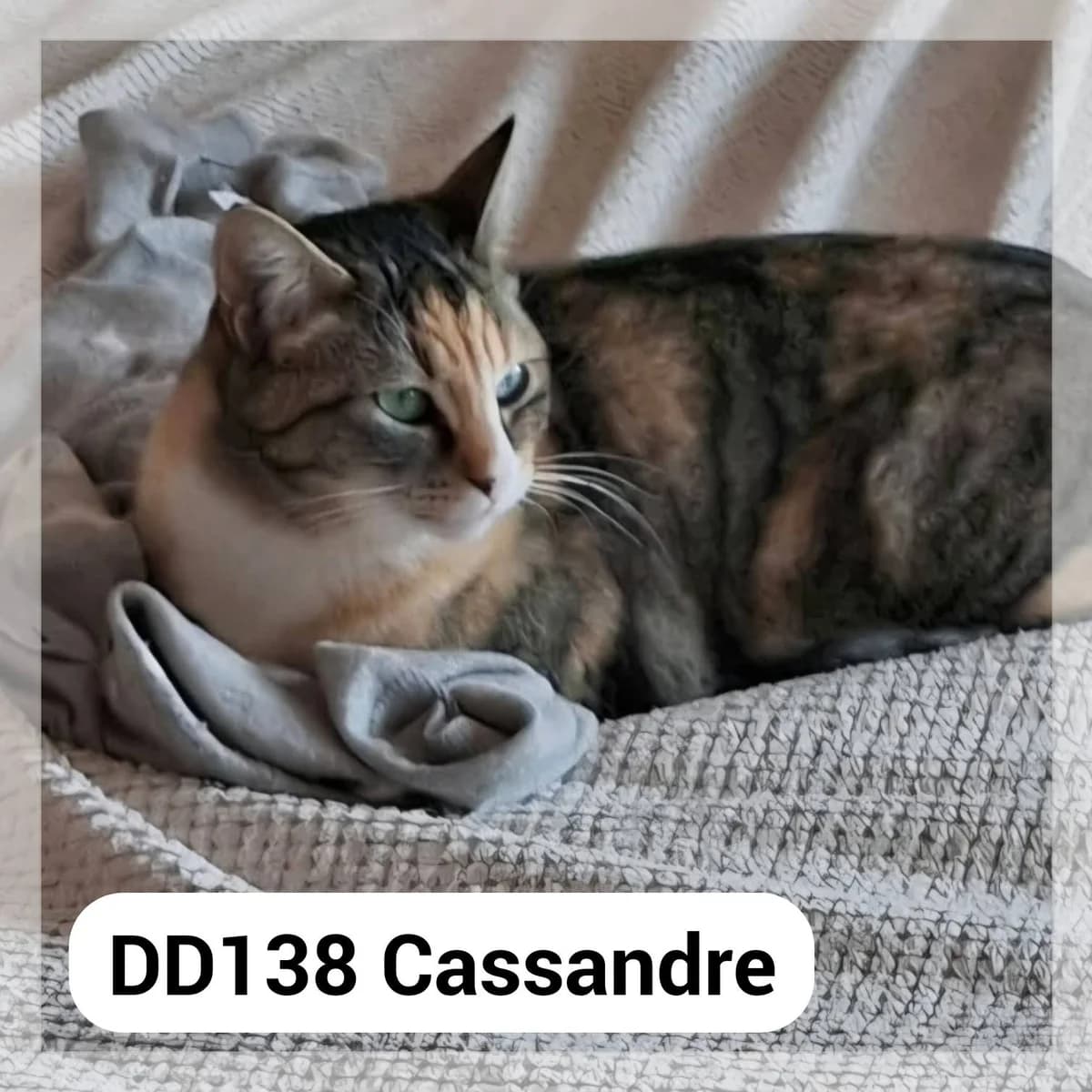 Cassandre – F.A., female young Mixed Breed for adoption at SCPA Carcassonne, Carcassonne