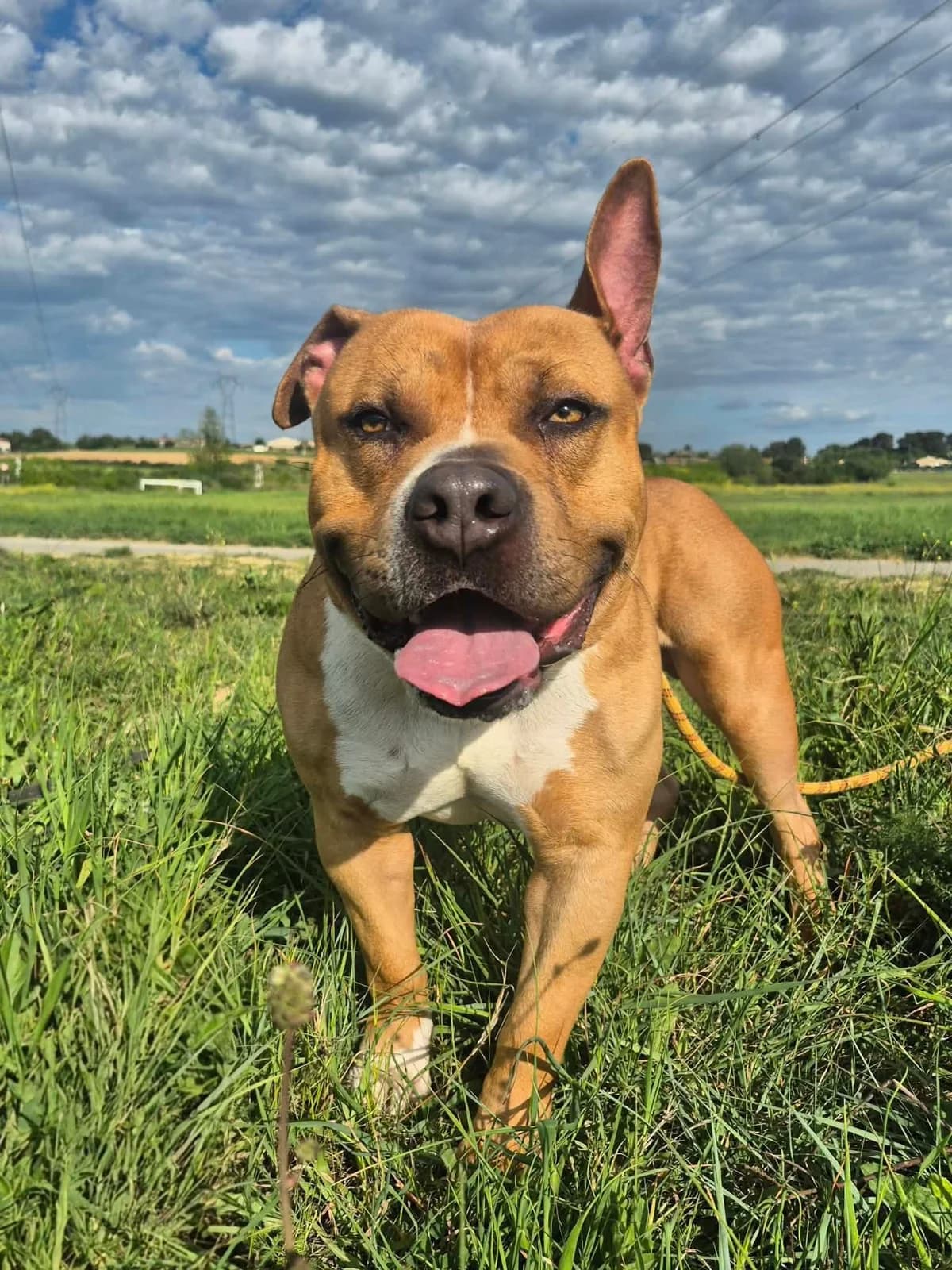 Cayenne, male young Mixed Breed for adoption at SCPA Carcassonne, Carcassonne