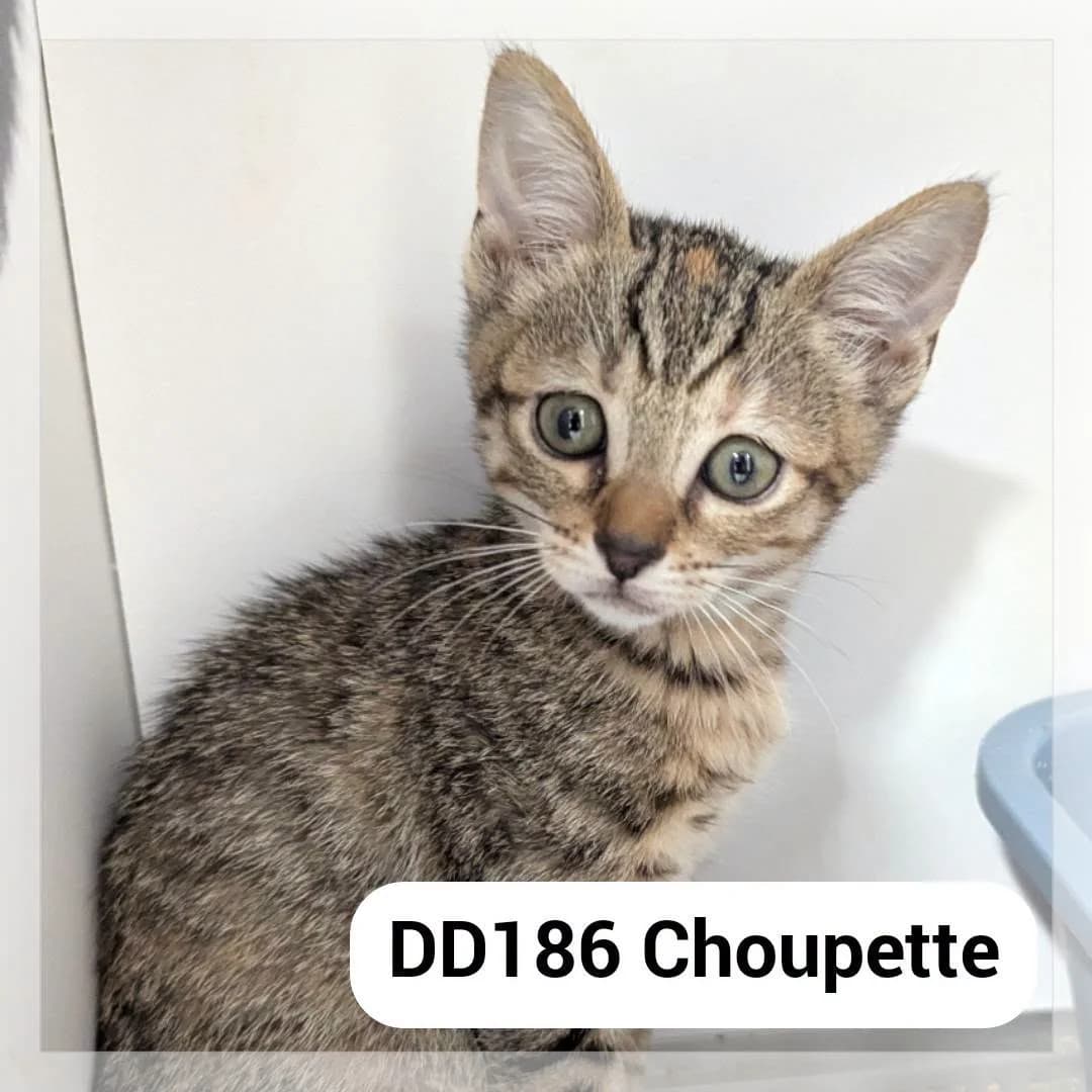 Choupette, female puppy Mixed Breed for adoption at SCPA Carcassonne, Carcassonne