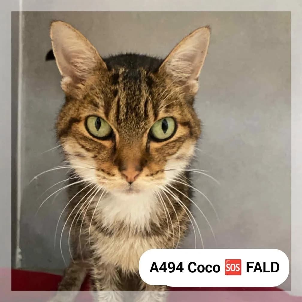 Coco – F.A.L.D, male senior Mixed Breed for adoption at SCPA Carcassonne, Carcassonne