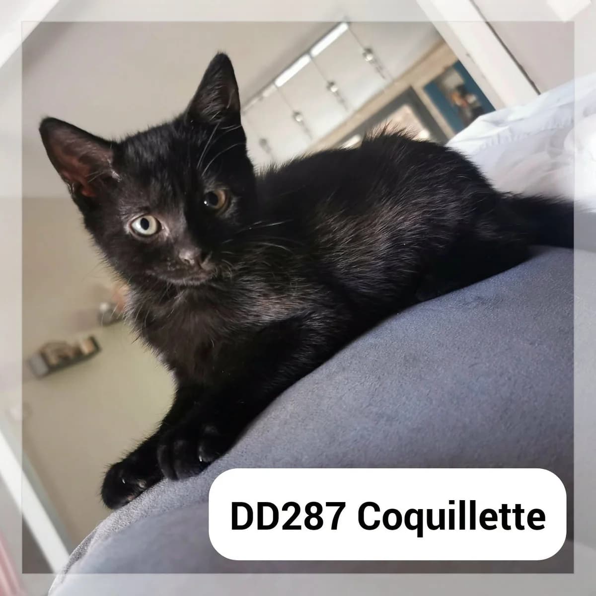 Coquillette – en F.A, female puppy Mixed Breed for adoption at SCPA Carcassonne, Carcassonne