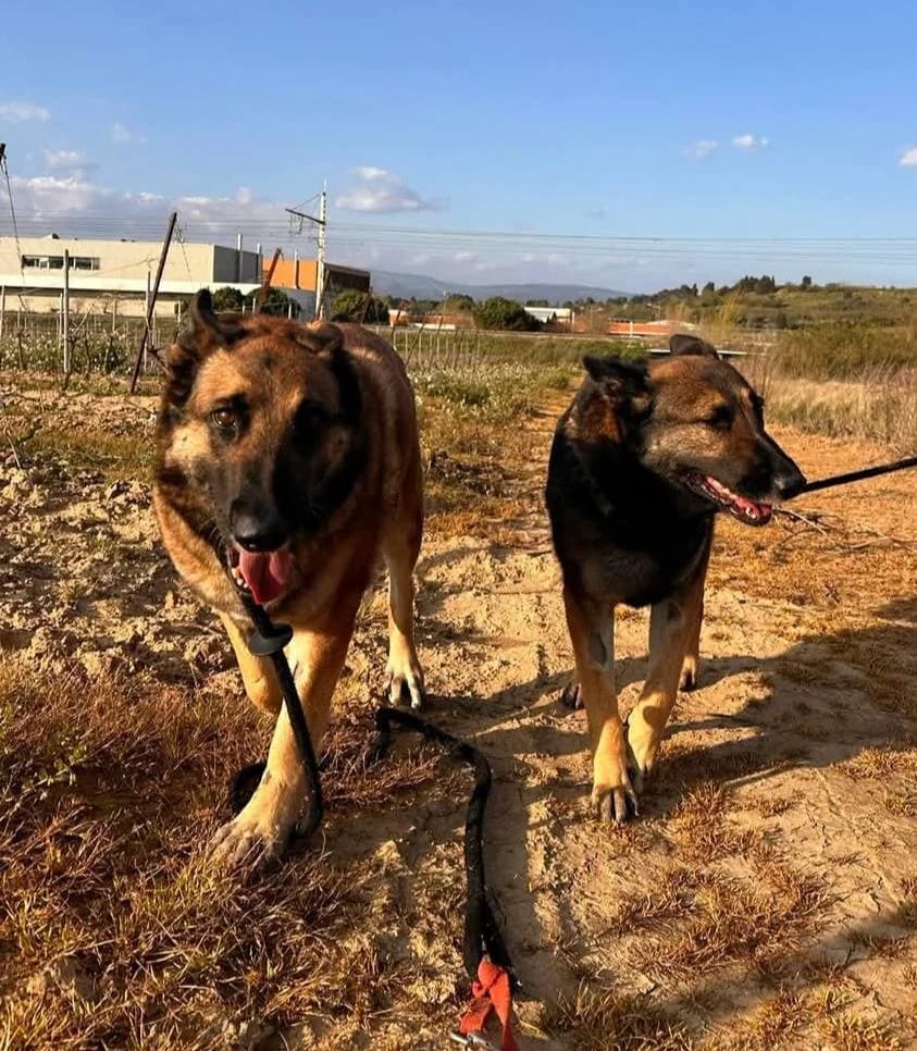 SOS 🚨Diane et Freddy 🚨, female senior Mixed Breed for adoption at SCPA Carcassonne, Carcassonne