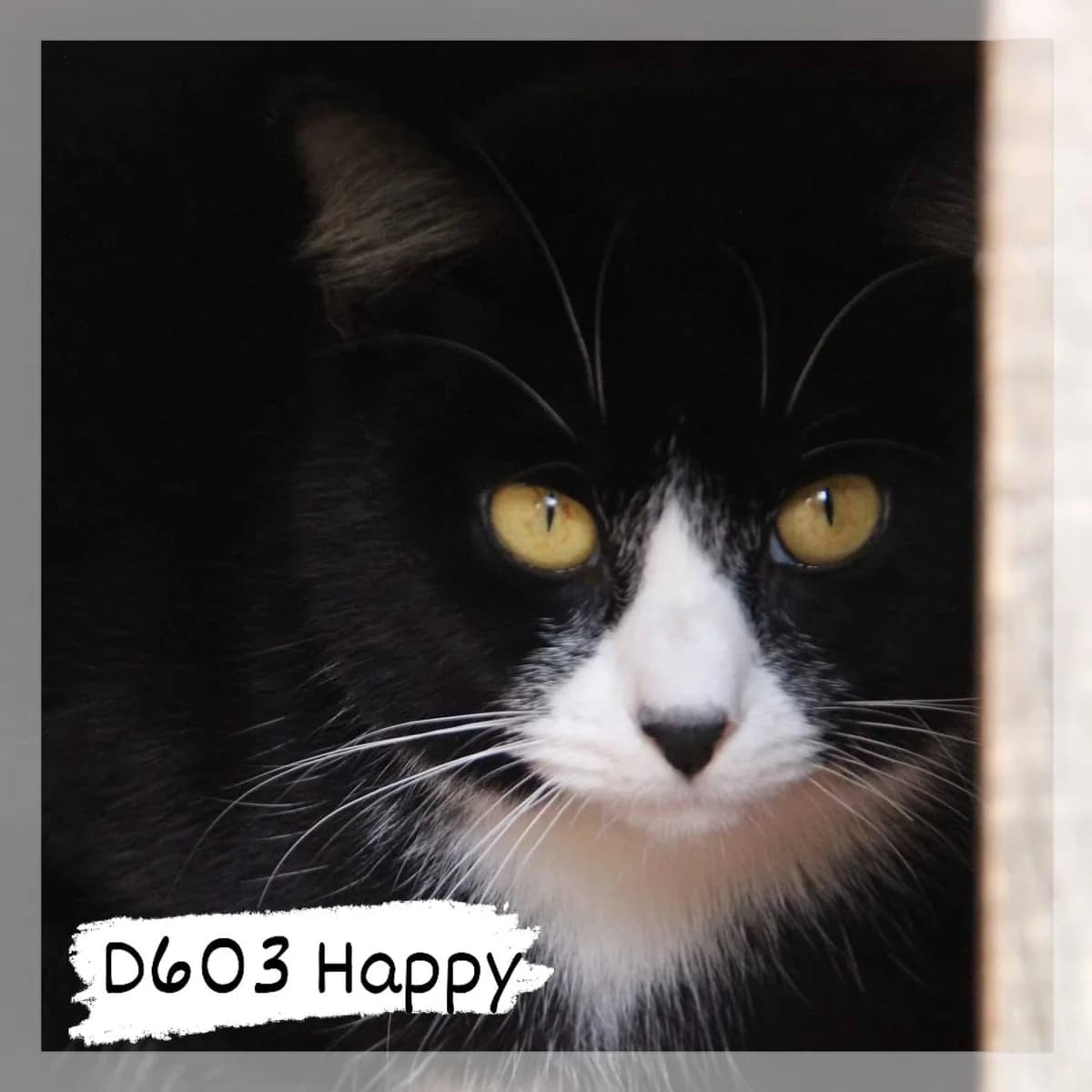 Happy, male 6yo Mixed Breed for adoption at SCPA Carcassonne, Carcassonne