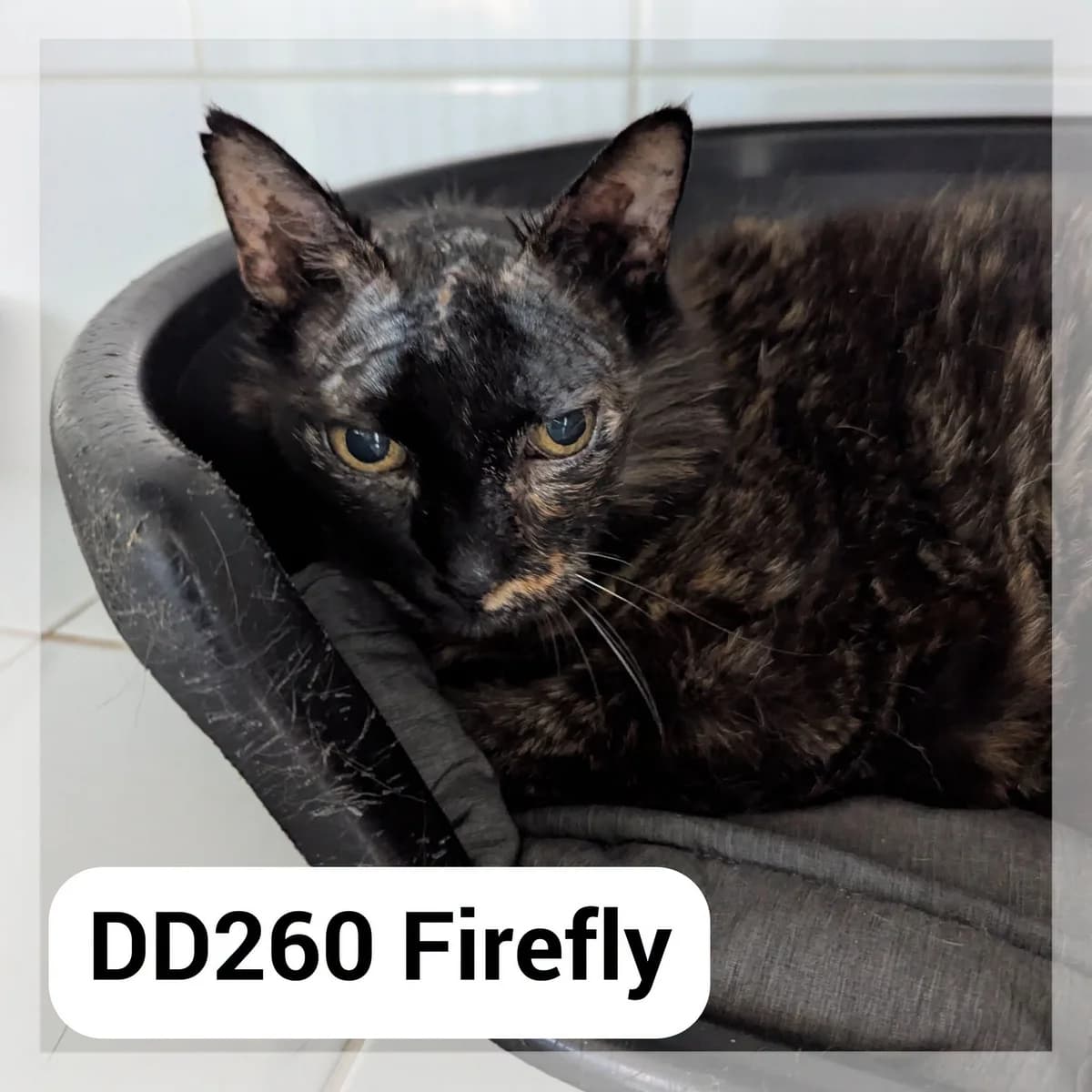 Firefly, female senior Mixed Breed for adoption at SCPA Carcassonne, Carcassonne