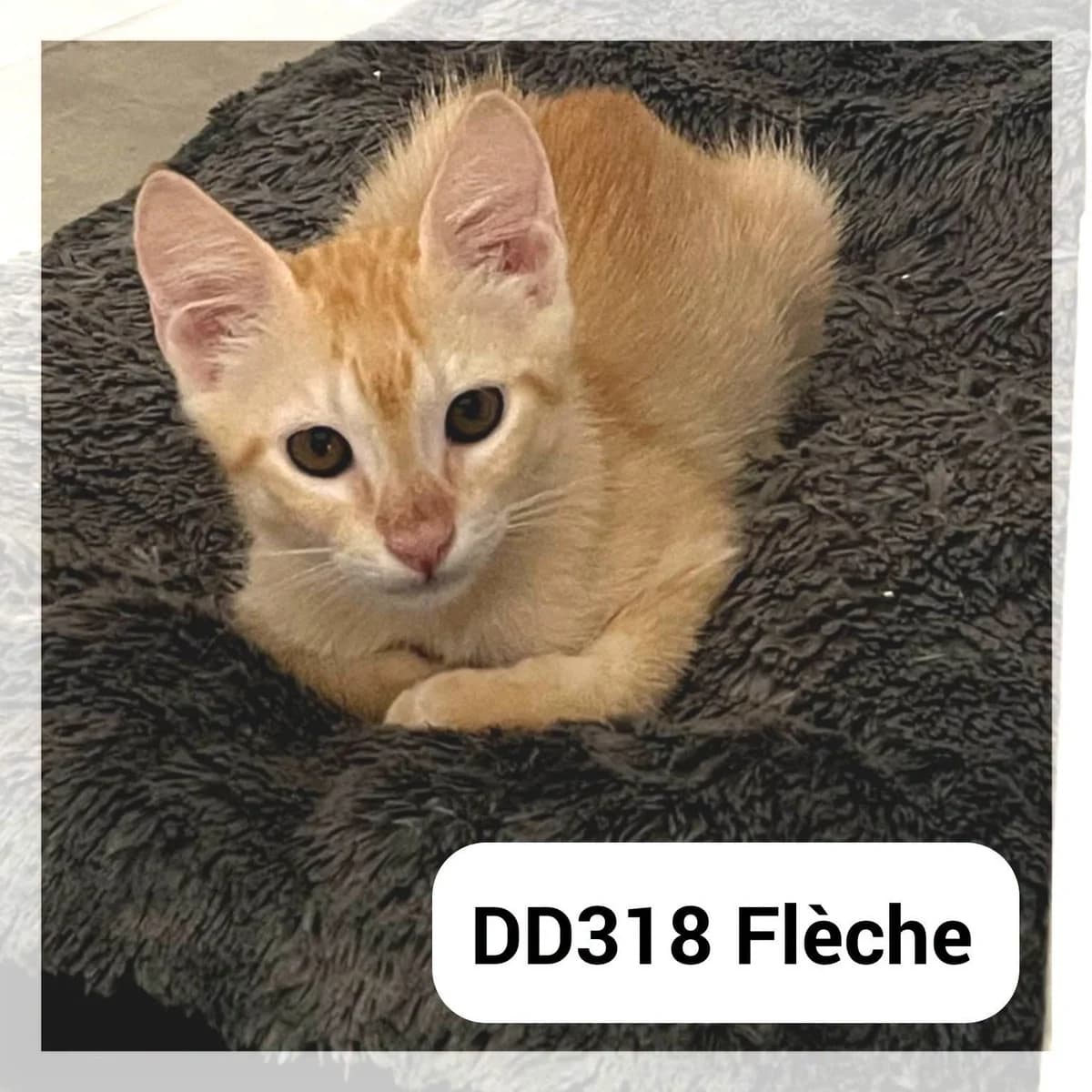 Flèche en F.A, male puppy Mixed Breed for adoption at SCPA Carcassonne, Carcassonne