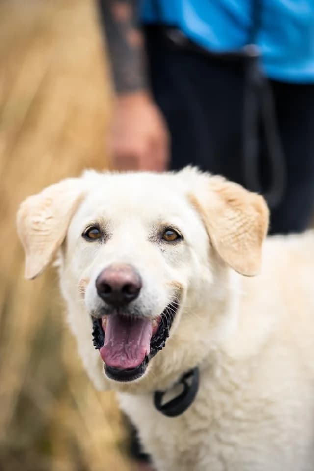 Jipsy, male senior Mixed Breed for adoption at SCPA Carcassonne, Carcassonne