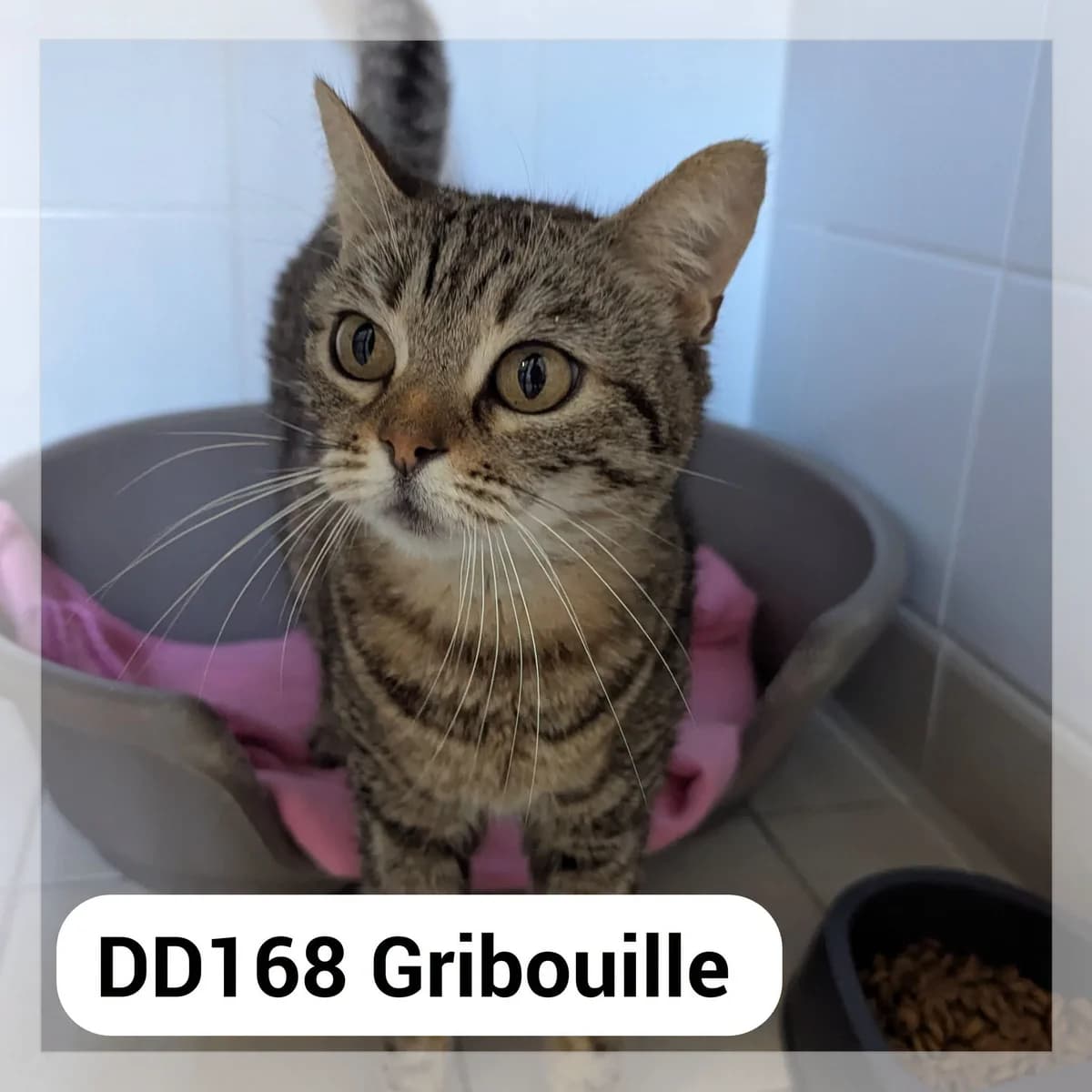 Gribouille, female 4yo Mixed Breed for adoption at SCPA Carcassonne, Carcassonne