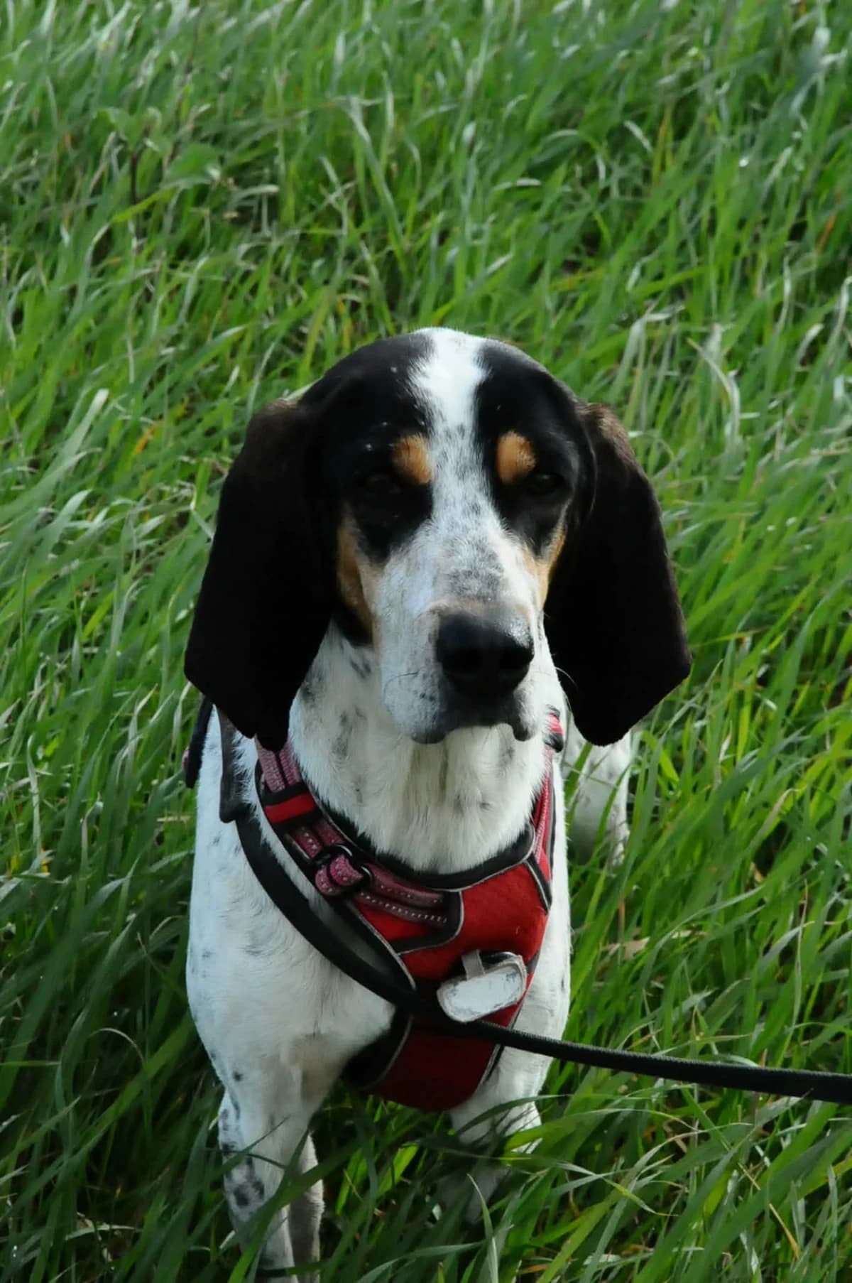 Heïdi, female young Mixed Breed for adoption at SCPA Carcassonne, Carcassonne