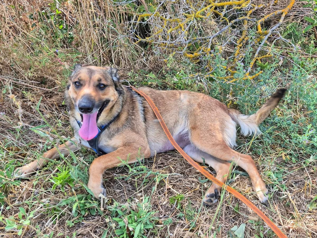 Isis, female young Mixed Breed for adoption at SCPA Carcassonne, Carcassonne