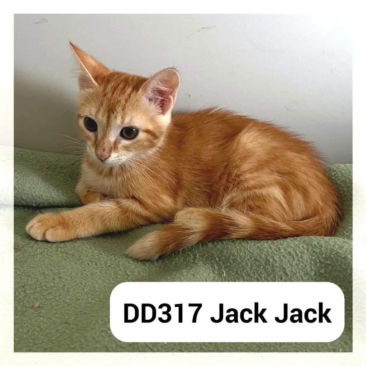 Jack Jack, male puppy Mixed Breed for adoption at SCPA Carcassonne, Carcassonne