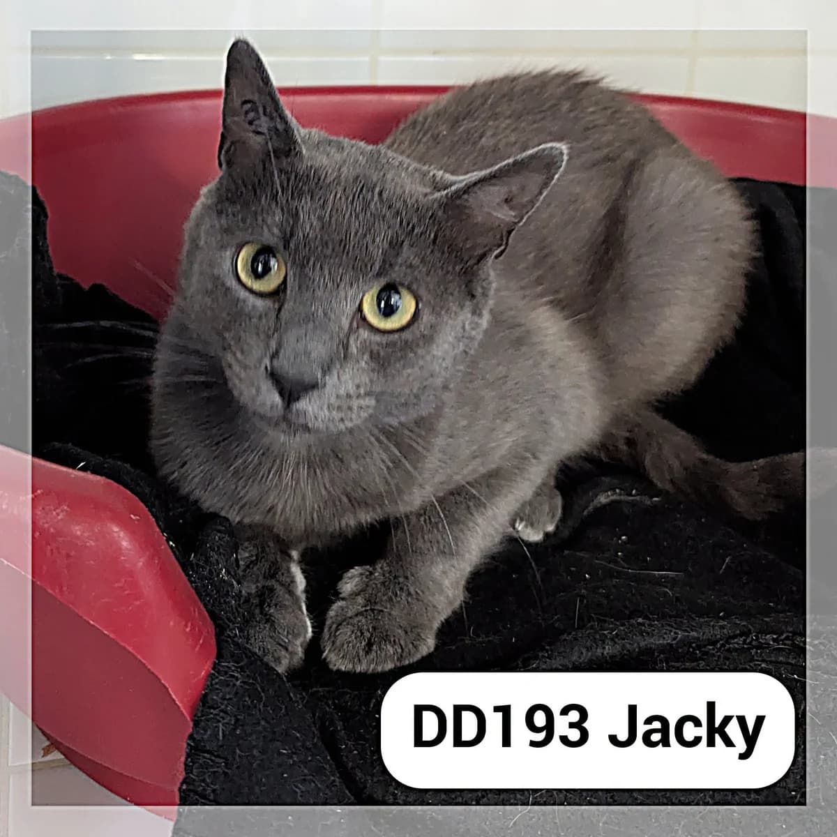 Jacky, male young Mixed Breed for adoption at SCPA Carcassonne, Carcassonne
