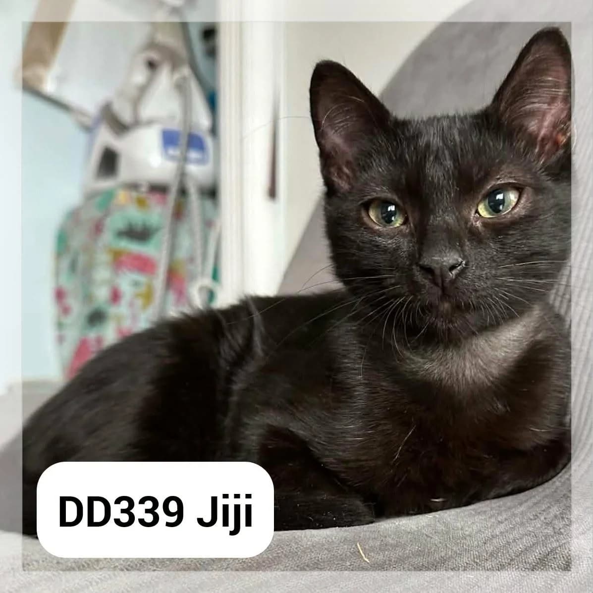 Jiji – en F.A, male puppy Mixed Breed for adoption at SCPA Carcassonne, Carcassonne