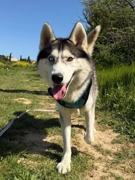 Koda, male Mixed Breed for adoption at SCPA Carcassonne, Carcassonne