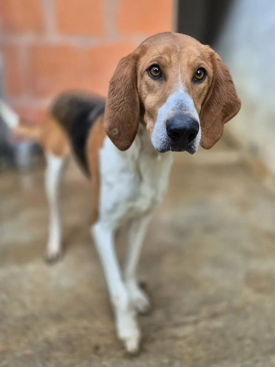 Eloïse, female 6yo Mixed Breed for adoption at SCPA Carcassonne, Carcassonne