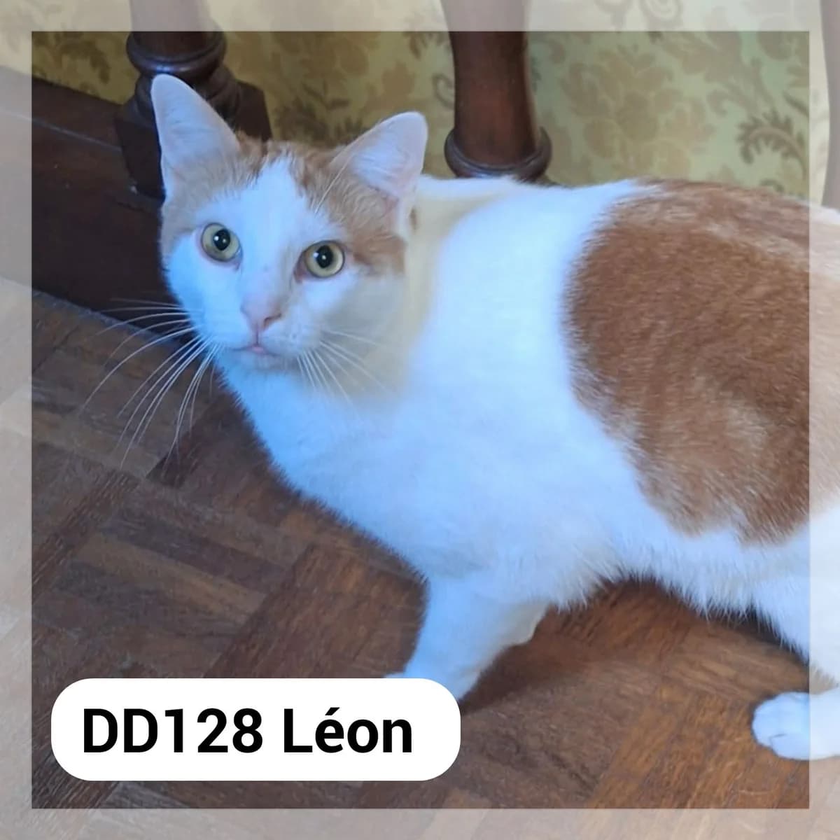 Léon – F.A., male Mixed Breed for adoption at SCPA Carcassonne, Carcassonne