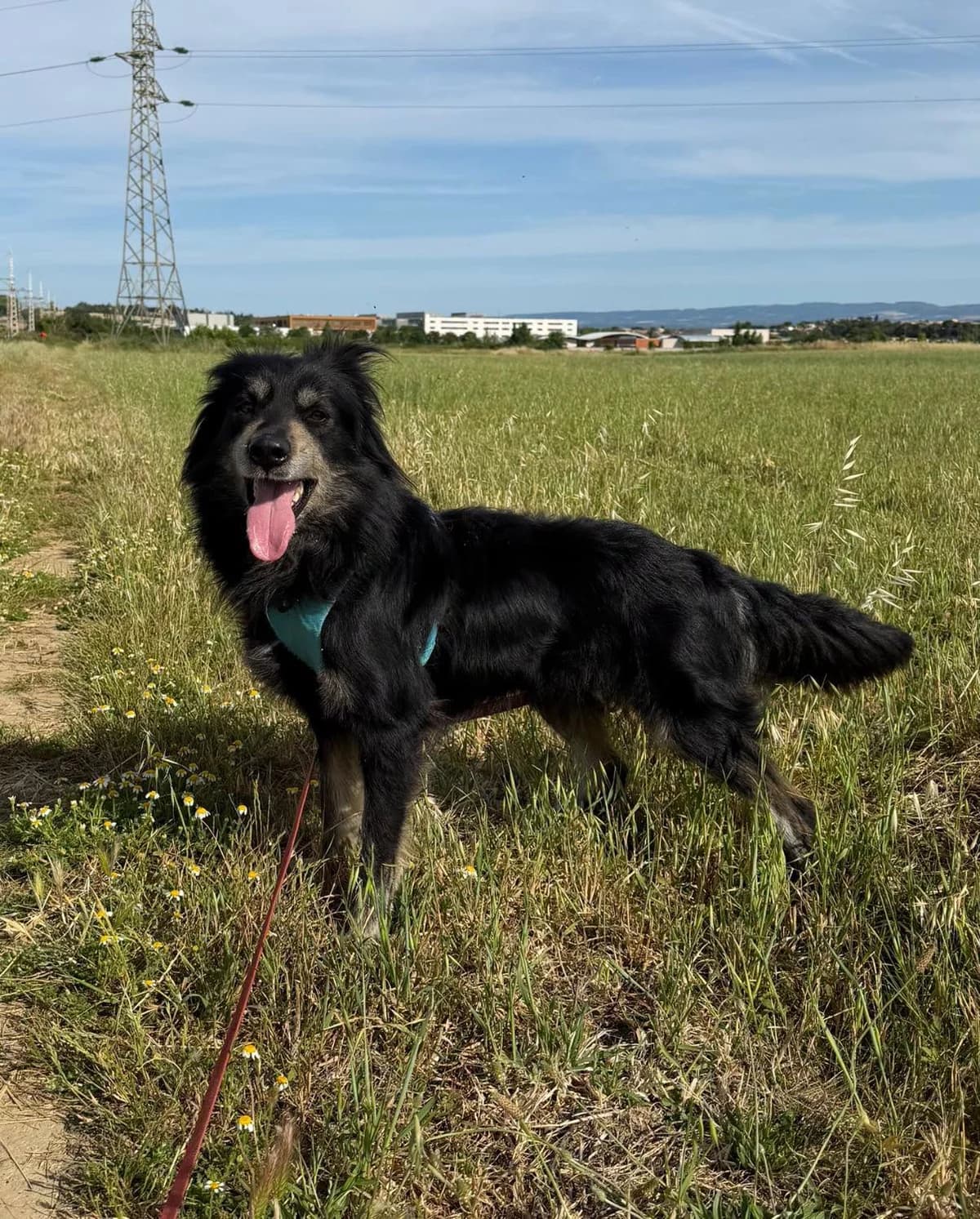 Light, male 4yo Border Collie for adoption at SCPA Carcassonne, Carcassonne