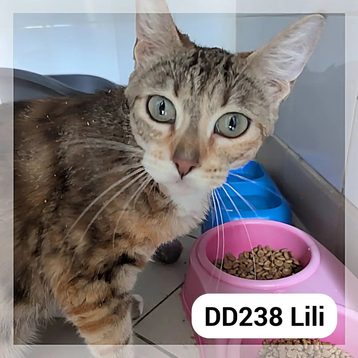 Lili, female young Mixed Breed for adoption at SCPA Carcassonne, Carcassonne