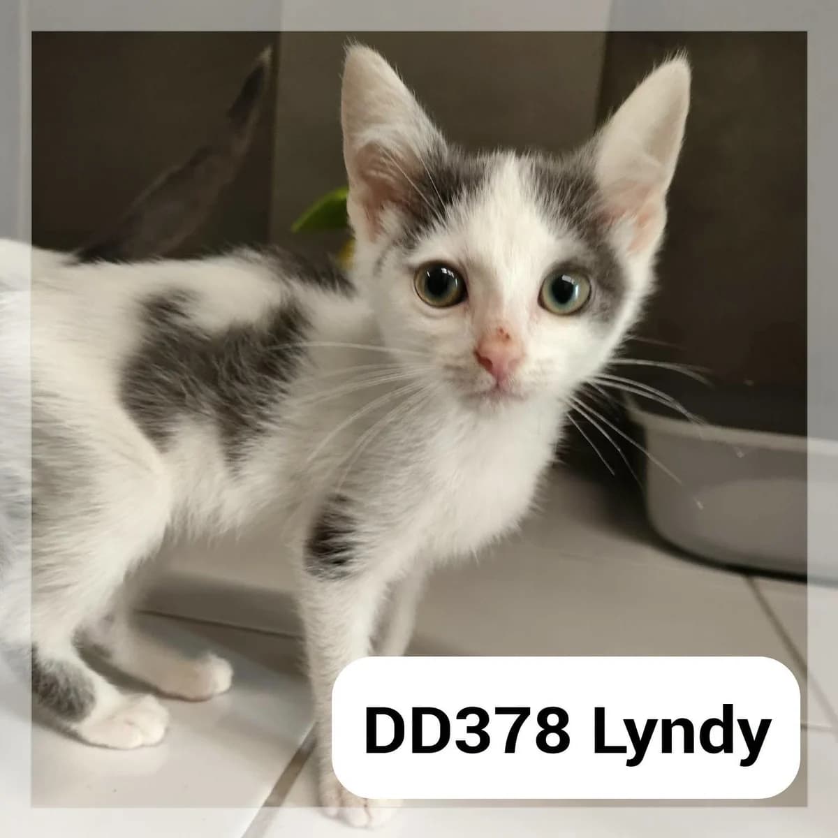 Lyndy, female puppy Mixed Breed for adoption at SCPA Carcassonne, Carcassonne