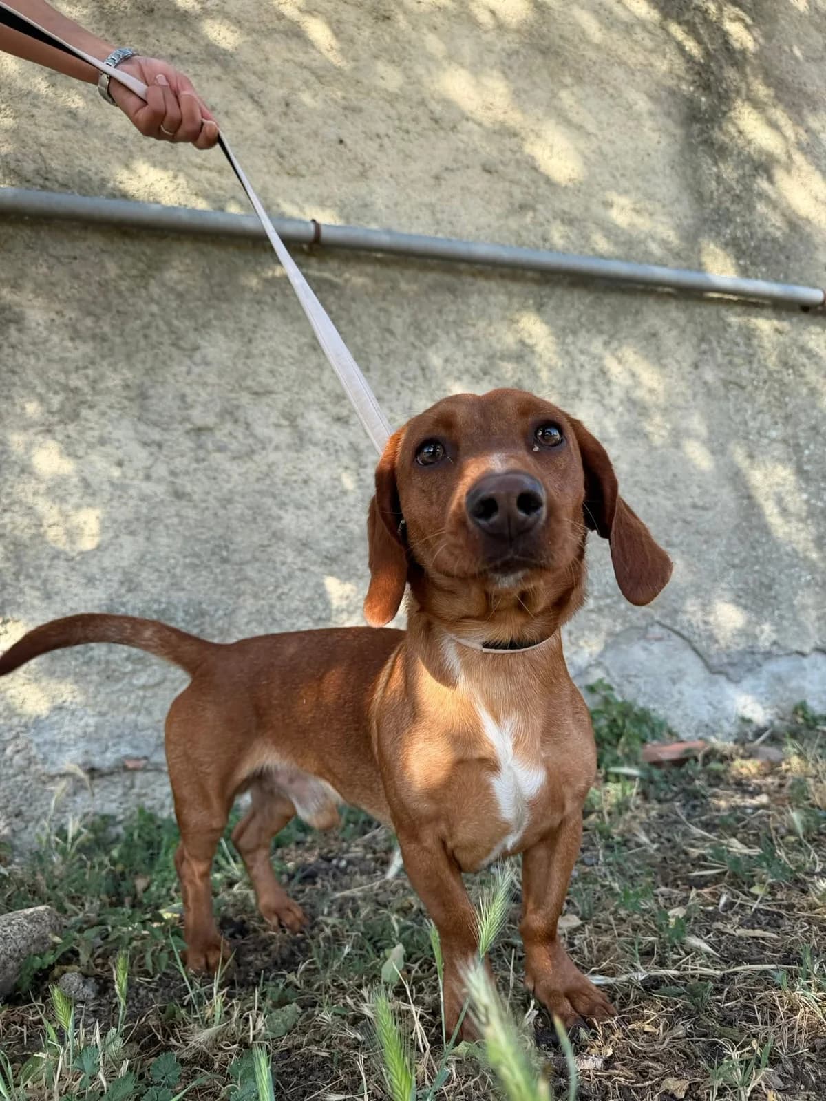 Marcel, male young Dachshund for adoption at SCPA Carcassonne, Carcassonne