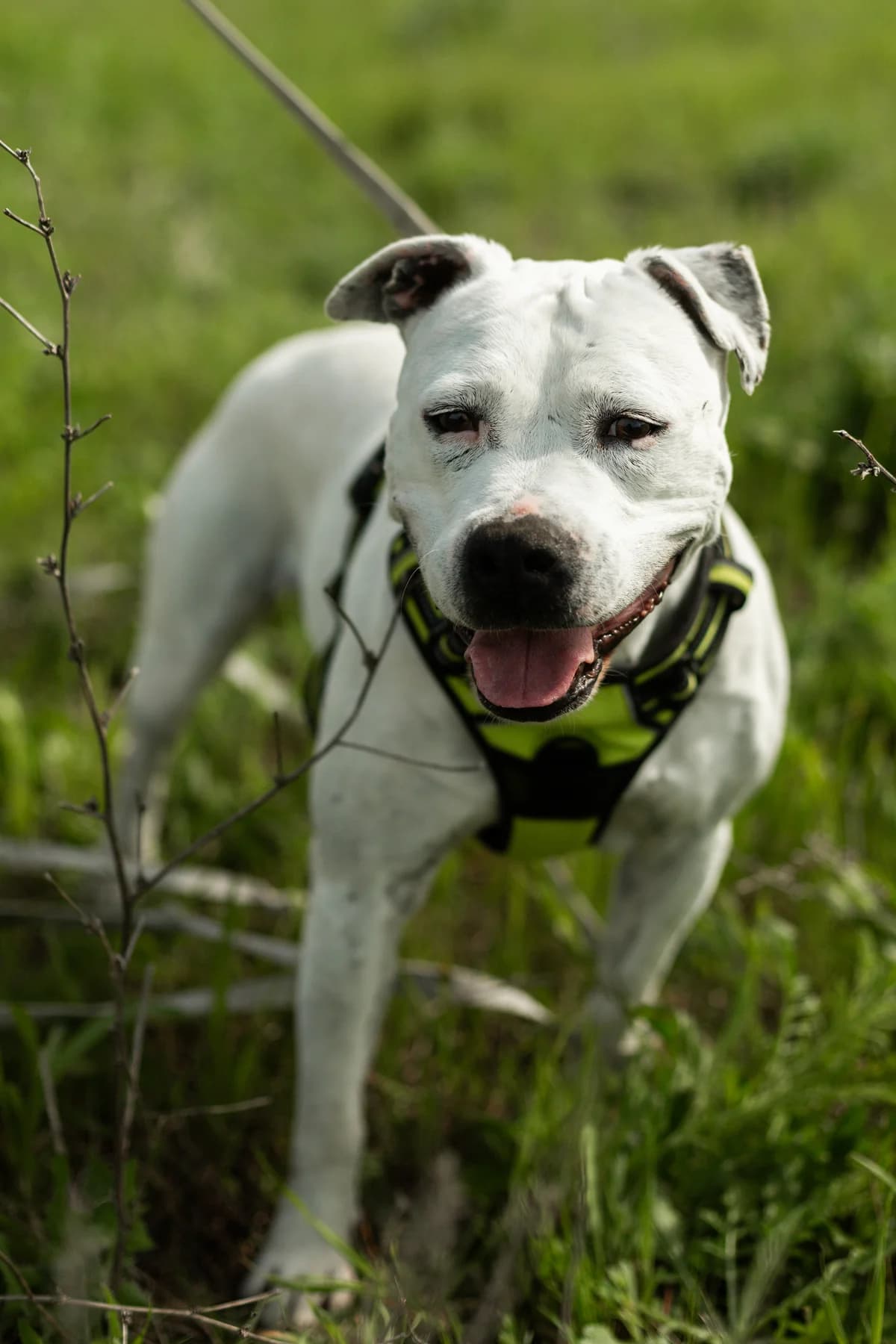 Mély, female senior Mixed Breed for adoption at SCPA Carcassonne, Carcassonne