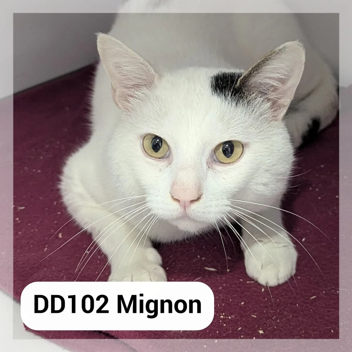 Mignon, male young Mixed Breed for adoption at SCPA Carcassonne, Carcassonne