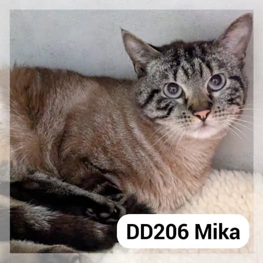 Mika, male young Mixed Breed for adoption at SCPA Carcassonne, Carcassonne