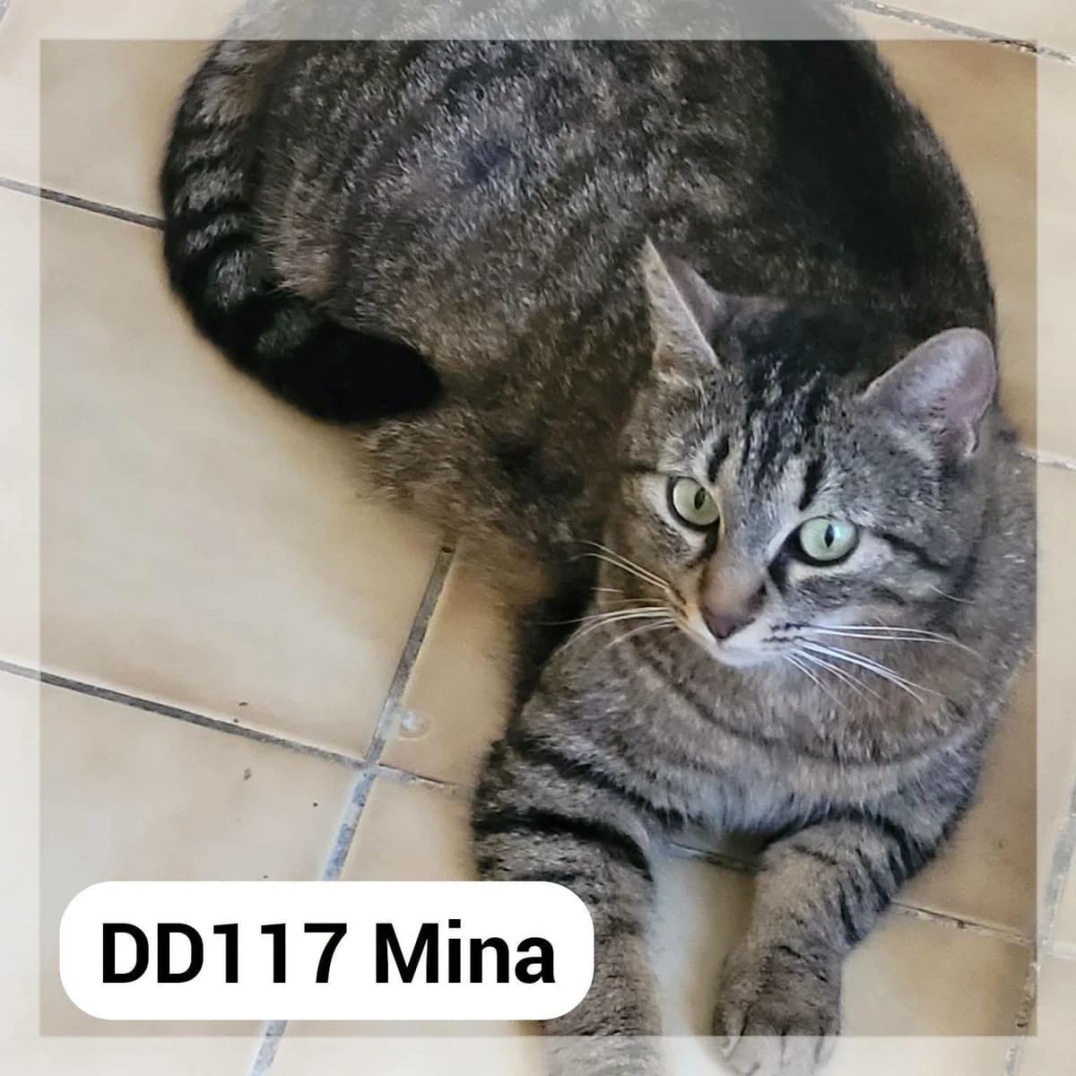 Mina – F.A, female young Mixed Breed for adoption at SCPA Carcassonne, Carcassonne
