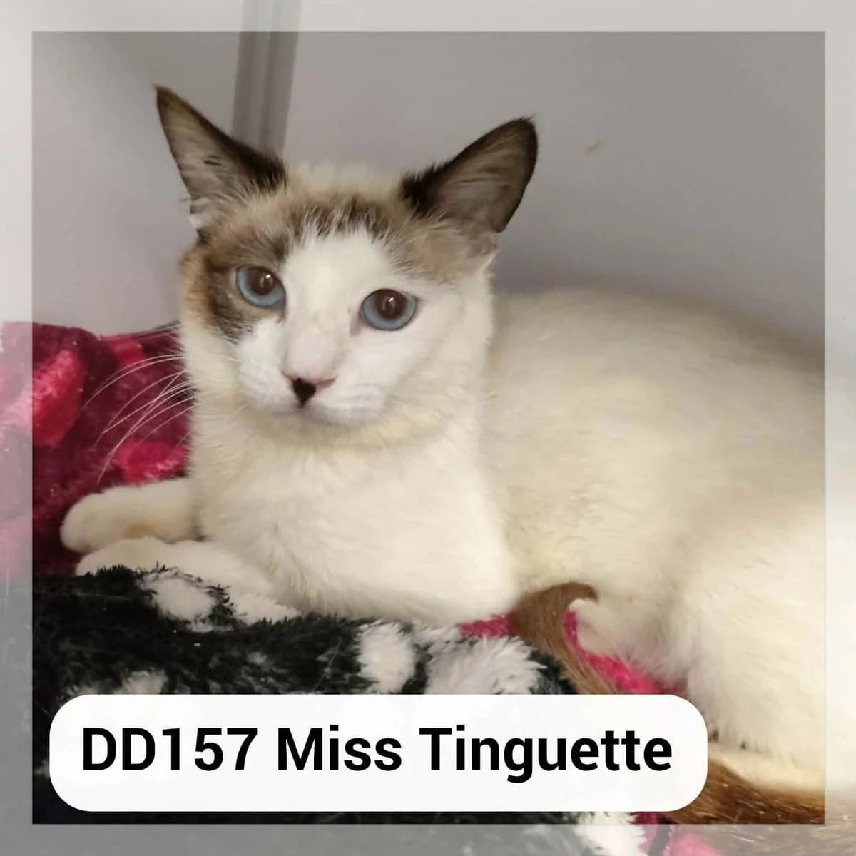 Miss Tinguette, young Mixed Breed for adoption at SCPA Carcassonne, Carcassonne