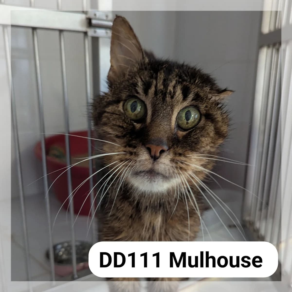 Mulhouse, male senior Mixed Breed for adoption at SCPA Carcassonne, Carcassonne