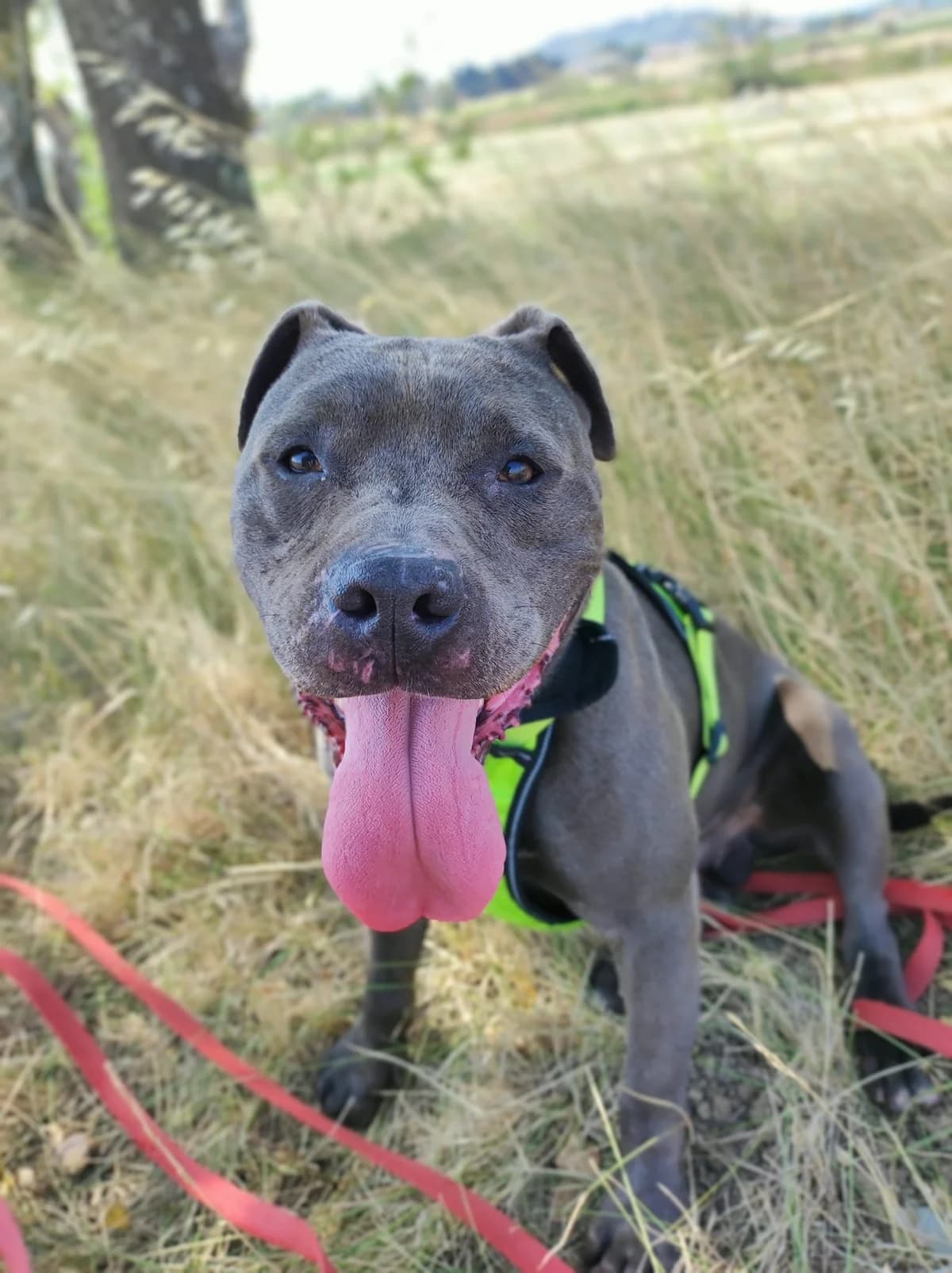 Neiko, male senior Mixed Breed for adoption at SCPA Carcassonne, Carcassonne