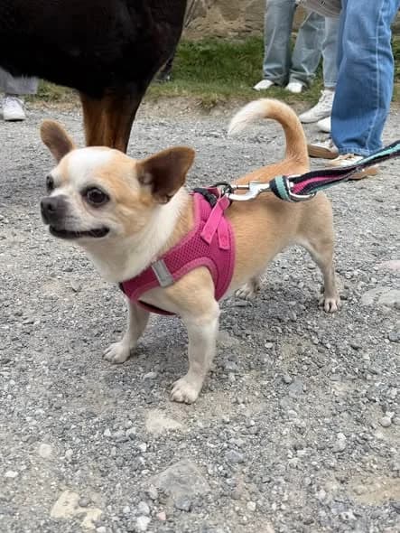 Némo, male senior Mixed Breed for adoption at SCPA Carcassonne, Carcassonne